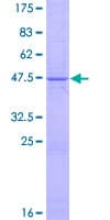 Human TNFSF14 / LIGHT Protein (Recombinant GST)
