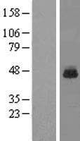 RPL3 / Ribosomal Protein L3 (Over-Expression Lysate Myc-DDK (Flag))