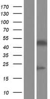 PAX3 Protein (Over-Expression Lysate Myc-DDK (Flag))