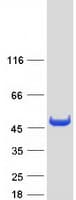 Human ACY1 / Aminoacylase 1 Protein (Recombinant Myc-DDK (Flag))