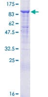Human CUL2 / Cullin 2 Protein (Recombinant GST)