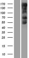 MED1 / TRAP220 Protein (Over-Expression Lysate Myc-DDK (Flag))