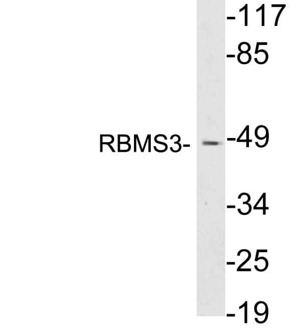 RBMS3 Antibody (aa193-242)