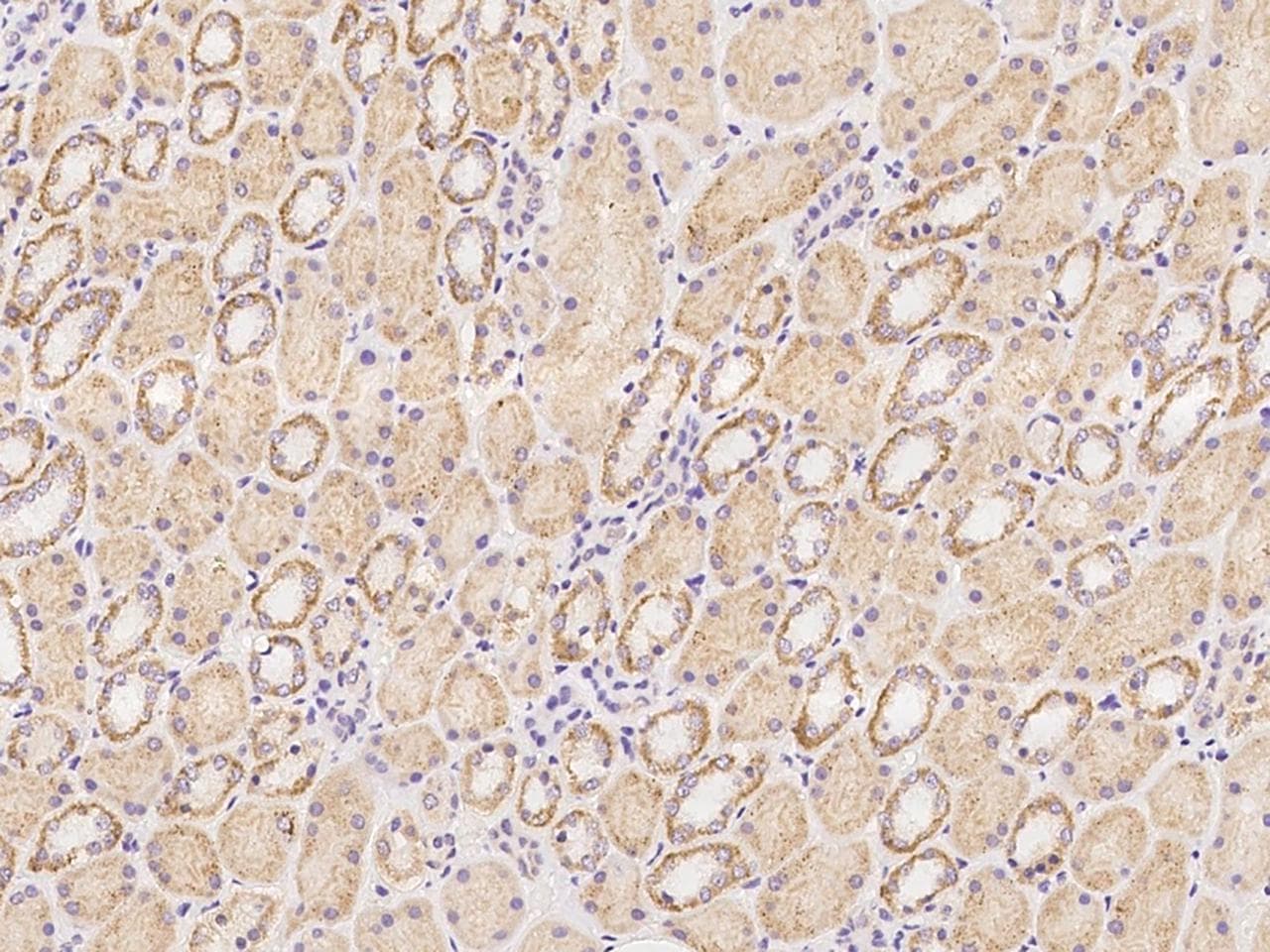 OTOP1 Antibody