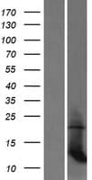 MRPL35 Protein (Over-Expression Lysate Myc-DDK (Flag))