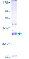 Human ATP1A4 Protein (Recombinant GST)