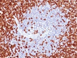 CD45RO Antibody (clone T200/797)