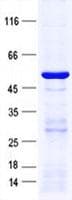 Human SNAP47 Protein (Recombinant His, N-Terminal)