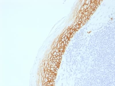 Recombinant Monoclonal Rabbit anti-Human CD44 Antibody (clone CD44v9/2344R, Azide-free,Carrier-free, IHC)