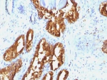 Monoclonal Mouse anti-Human ACPP / PAP Antibody (clone ACCP/1338, Azide-free,BSA-free, IHC, IF)