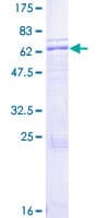Human APOH / Apolipoprotein H (Recombinant GST)