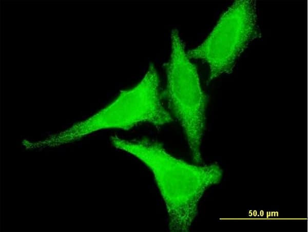 HSF2 Antibody (clone 1F11-A3)
