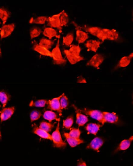 Polyclonal Rabbit anti-Human A1BG Antibody (IF, WB)