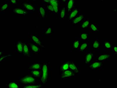HIST1H3A Antibody