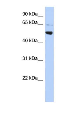 AP3M2 Antibody (aa143-192)