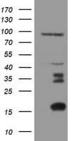 XTP4 / C17orf37 Antibody (clone OTI2D5)