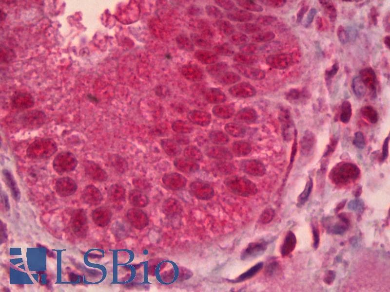 IHC-plus™ PAX9 Antibody (clone 3B8)