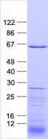 Human RAB11FIP2 / Rab11-FIP2 Protein (Recombinant His, N-Terminal)