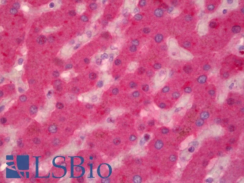 IHC-plus™ F9 / Factor IX Antibody