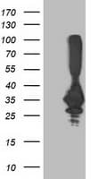 PNMT Antibody (clone OTI1B11)