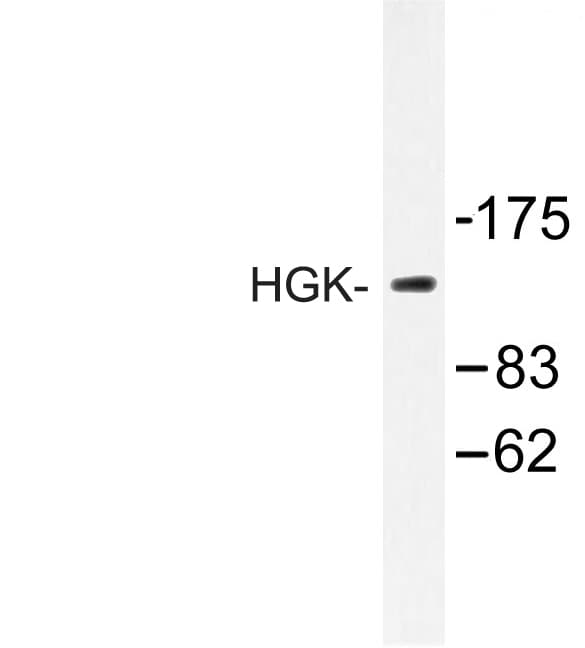 MAP4K4 Antibody (Arg430)