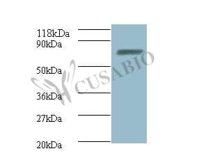 DNA Ligase Antibody (FITC)