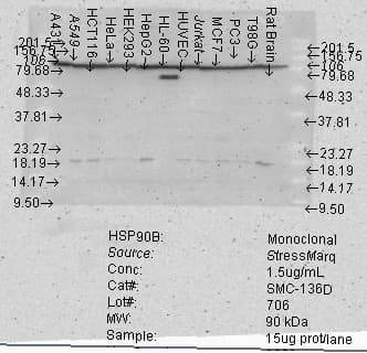 HSP90 Beta Antibody (clone Hyb-K3701)