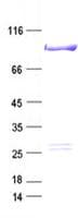 Human BRAF / B-Raf Protein (Recombinant Myc-DDK (Flag), C-terminus)