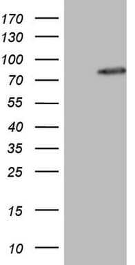 ARA70 / NCOA4 Antibody (aa280-553, clone OTI2F1)