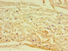 Polyclonal Rabbit anti-Human Adiponectin Antibody (WB)