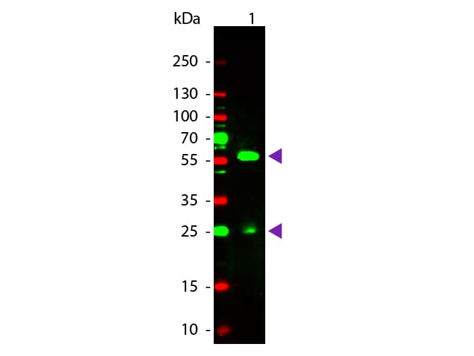 Biotin Antibody (TRITC)