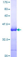 Human NCAM / CD56 Protein (Recombinant GST, N-terminus)
