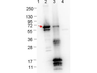 Polyclonal Rabbit anti-Borrelia burgdorferi ErpN Antibody (Liquid, WB)