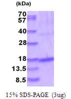 Human GDF5 / GDF-5 Protein (Recombinant His)