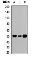 GFAP Antibody (N-Terminus)