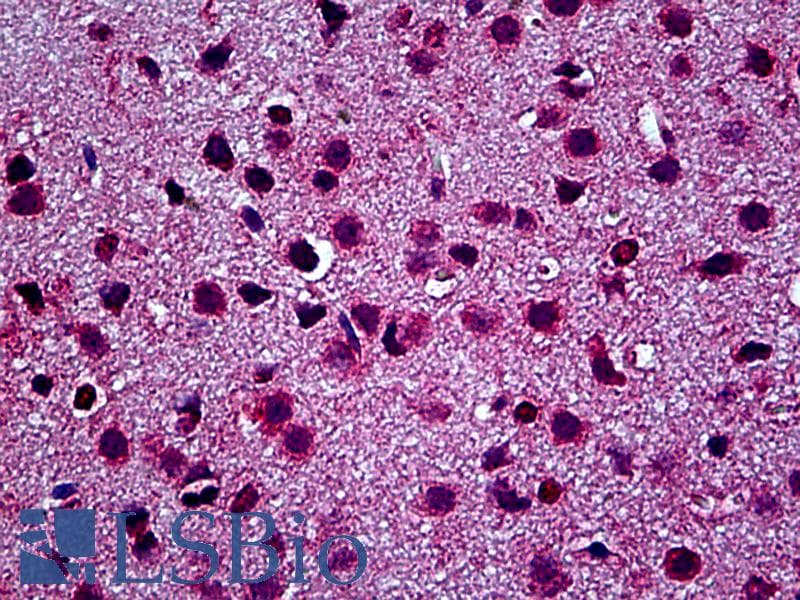 IHC-plus™ TLR9 Antibody (N-Terminus)