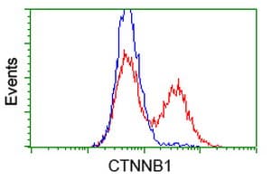 CTNNB1 / Beta Catenin Antibody (clone OTI6A3)