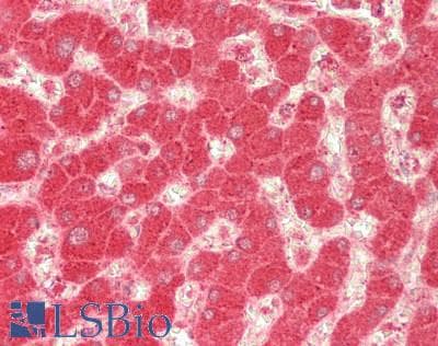 IHC-plus™ RBP4 Antibody (aa 19-201)