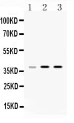 HNRPA1 / HnRNP A1 Antibody