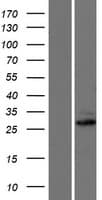 MTX3 Protein (Over-Expression Lysate Myc-DDK (Flag))
