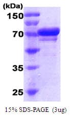 Human HSPA5 / GRP78 / BiP Protein (Recombinant His)