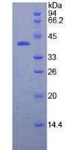Rat Osteocalcin Protein (Recombinant His-GST)