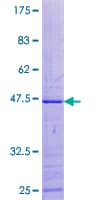 Human MRPL49 Protein (Recombinant GST)
