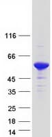 Human CUEDC1 Protein (Recombinant Myc-DDK (Flag))