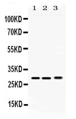 PSMA3 Antibody