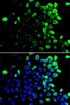 Polyclonal Rabbit anti-Human SLAMF7 / CRACC Antibody (IF, WB)