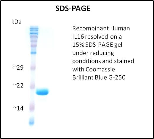 Human IL16 Protein (Recombinant)