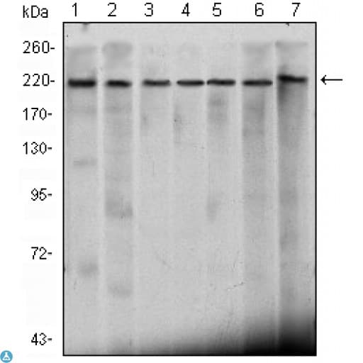 CHD3 Antibody