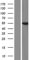 KYNU Protein (Over-Expression Lysate Myc-DDK (Flag))