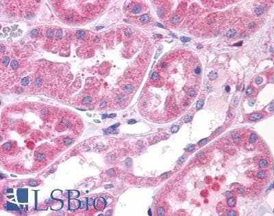 PathPlus™ GPR80 / GPR99 / OXGR1 Antibody (N-Terminus)